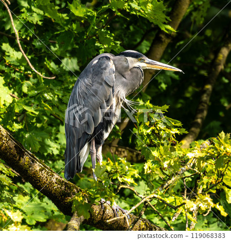 Grey heron, Ardea cinerea, sitting on a branch in a tree and looking around 119068383
