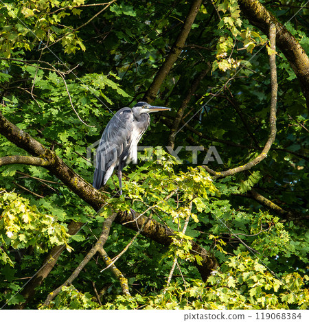 Grey heron, Ardea cinerea, sitting on a branch in a tree and looking around 119068384