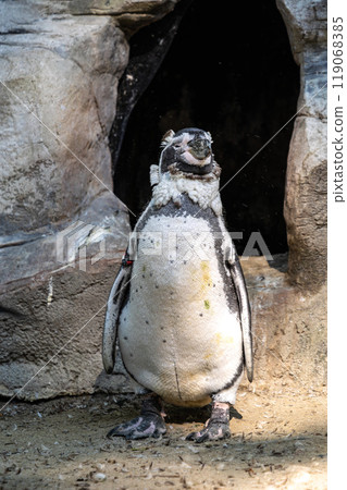 Humboldt Penguin, Spheniscus humboldti in a park 119068385