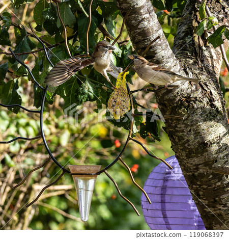House sparrow bird, Passer domesticus perched on bird feeder containing birdseed. House sparrow bird, Passer domesticus perched on bird feeder containing birdseed. 119068397