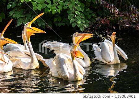 Great White Pelican, Pelecanus onocrotalus in a park 119068401