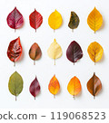 A collection of autumn leaves neatly laid out on a white background. Each leaf is unique in shape and texture 119068523