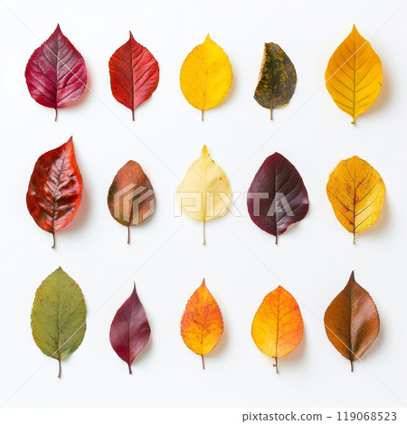 A collection of autumn leaves neatly laid out on a white background. Each leaf is unique in shape and texture 119068523