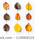 A collection of autumn leaves neatly laid out on a white background. Each leaf is unique in shape and texture 119068524