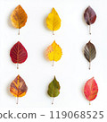 A collection of autumn leaves neatly laid out on a white background. Each leaf is unique in shape and texture 119068525