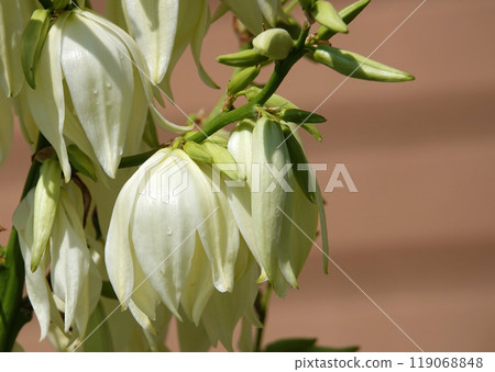 Flowers Yucca filamentosa is a perennial evergreen monoecious almost stemless plant with a woody base, a species of the genus Yucca of the Asparagus family 119068848