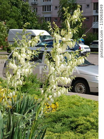 Flowers Yucca filamentosa is a perennial evergreen monoecious almost stemless plant with a woody base, a species of the genus Yucca of the Asparagus family 119068849