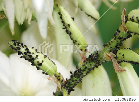 Flowers Yucca filamentosa is a perennial evergreen monoecious almost stemless plant with a woody base, a species of the genus Yucca of the Asparagus family 119068850