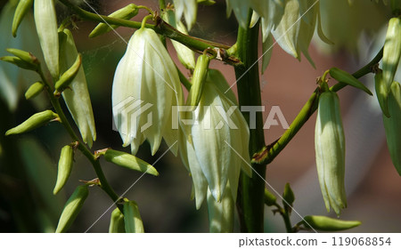 Flowers Yucca filamentosa is a perennial evergreen monoecious almost stemless plant with a woody base, a species of the genus Yucca of the Asparagus family 119068854
