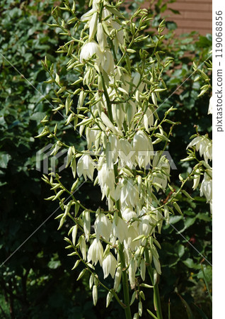 Flowers Yucca filamentosa is a perennial evergreen monoecious almost stemless plant with a woody base, a species of the genus Yucca of the Asparagus family 119068856