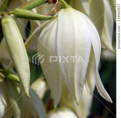 Flowers Yucca filamentosa is a perennial evergreen monoecious almost stemless plant with a woody base, a species of the genus Yucca of the Asparagus family Flowers Yucca filamentosa is a perennial evergreen monoecious almost stemless plant with a woody base, a species of the genus Yucca of the Asparagus family 119068857