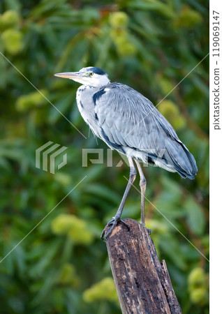 Portrait of a grey heron perched on a tree stump against colourful background Portrait of a grey heron perched on a tree stump against colourful background 119069147
