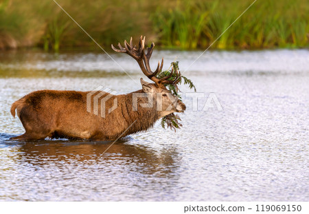 Red deer stag crossing the pond during rutting season in autumn Red deer stag crossing the pond during rutting season in autumn 119069150