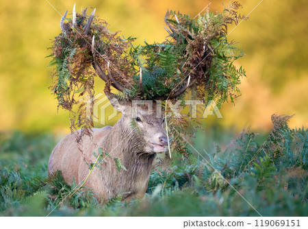 Portrait of a red deer stag with bracken on antlers during the rut in autumn Portrait of a red deer stag with bracken on antlers during the rut in autumn 119069151