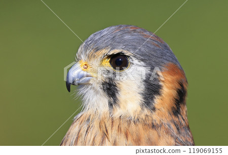 Closeup of an American Kestrel, Montreal, Canada 119069155