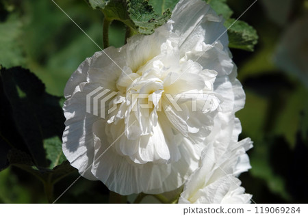 Double mallow is a beautiful flower is a large beautiful flower blooming in summer Double mallow is a beautiful flower is a large beautiful flower blooming in summer 119069284