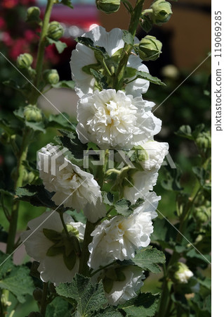 Double mallow is a beautiful flower is a large beautiful flower blooming in summer Double mallow is a beautiful flower is a large beautiful flower blooming in summer 119069285