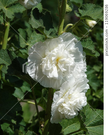 Double mallow is a beautiful flower is a large beautiful flower blooming in summer Double mallow is a beautiful flower is a large beautiful flower blooming in summer 119069286