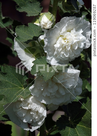 Double mallow is a beautiful flower is a large beautiful flower blooming in summer Double mallow is a beautiful flower is a large beautiful flower blooming in summer 119069287