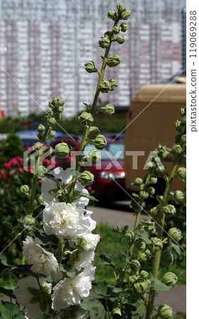Double mallow is a beautiful flower is a large beautiful flower blooming in summer Double mallow is a beautiful flower is a large beautiful flower blooming in summer 119069288