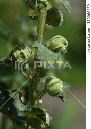 Double mallow is a beautiful flower is a large beautiful flower blooming in summer Double mallow is a beautiful flower is a large beautiful flower blooming in summer 119069289