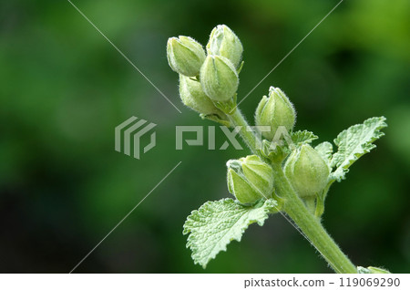 Mallow is a large beautiful flower blooming in summer Mallow is a large beautiful flower blooming in summer 119069290