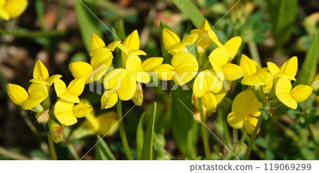 Flowers Ladvenets tenuis - a genus of annual and perennial herbs or subshrubs of the legume family Flowers Ladvenets tenuis - a genus of annual and perennial herbs or subshrubs of the legume family 119069299