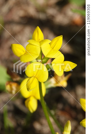 Flowers Ladvenets tenuis - a genus of annual and perennial herbs or subshrubs of the legume family 119069308