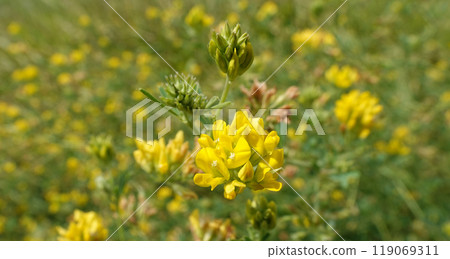 Flowers Lucerne is a genus of annual and perennial herbs or subshrubs of the legume family Flowers Lucerne is a genus of annual and perennial herbs or subshrubs of the legume family 119069311