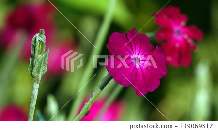 Lychnis coronata flowers close-up in the field Lychnis coronata flowers close-up in the field 119069317