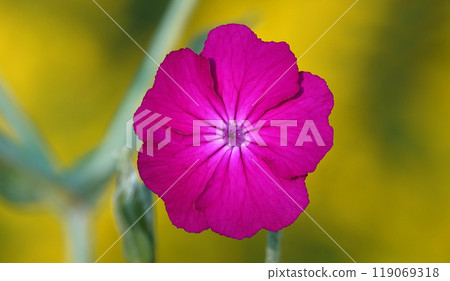 Lychnis coronata flowers close-up in the field 119069318