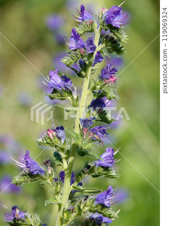 The Echium vulgare flower is a species of herbaceous plant, family Boraginaceae The Echium vulgare flower is a species of herbaceous plant, family Boraginaceae 119069324