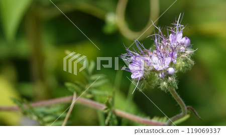Flowers Phacelia tanacetifolia is a herbaceous plant, a species of the genus Phacelia of the family Aquifolium. A valuable honey plant 119069337