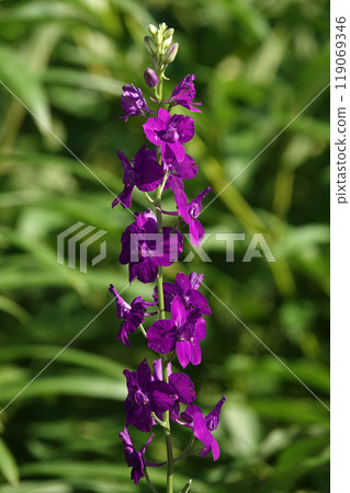 Flowers of Sokirka field or Sokirka consolidated close-up very delicate and beautiful 119069346