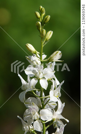 Flowers of Sokirka field or Sokirka consolidated close-up very delicate and beautiful Flowers of Sokirka field or Sokirka consolidated close-up very delicate and beautiful 119069348