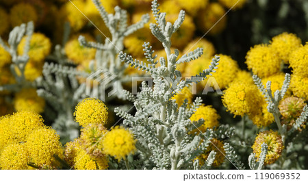Flowers Santolina Razmorinolistnaya and Izyashnaya close-up are very delicate and beautiful Flowers Santolina Razmorinolistnaya and Izyashnaya close-up are very delicate and beautiful 119069352