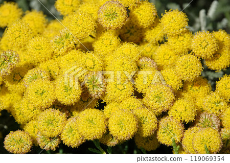 Flowers Santolina Razmorinolistnaya and Izyashnaya close-up are very delicate and beautiful 119069354
