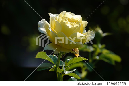 Rose flower close-up - it is a perennial bush plant, family Rosaceae, genus Rosa Rose flower close-up - it is a perennial bush plant, family Rosaceae, genus Rosa 119069359