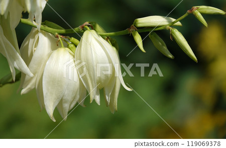 Flowers Yucca filamentosa is a perennial evergreen monoecious almost stemless plant with a woody base, a species of the genus Yucca of the Asparagus family Flowers Yucca filamentosa is a perennial evergreen monoecious almost stemless plant with a woody base, a species of the genus Yucca of the Asparagus family 119069378