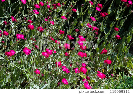 Lychnis coronata flowers close-up in the field Lychnis coronata flowers close-up in the field 119069511