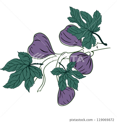 Fig Branch with Fruit on White Background Fig Branch with Fruit on White Background 119069872