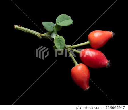 Branch with fresh rose hips on black background. Also rose haw or rose hep, red ripe fruits, used for herbal teas, jam and can be eaten raw. One of the richest vitamin C sources available in plants. 119069947