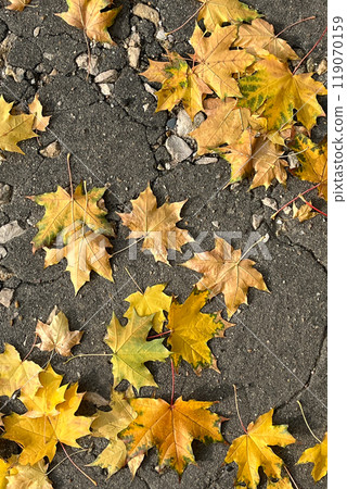 Yellow autumn maple leaves fall on asphalt road close up flat lay Yellow autumn maple leaves fall on asphalt road close up flat lay 119070159