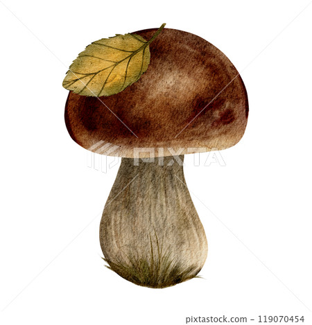 A watercolor painting of a edible mushroom with a brown cap and a green-yellow leaf resting on top. The mushroom has a thick stem with grass at its base, giving it an autumnal feel. A watercolor painting of a edible mushroom with a brown cap and a green-yellow leaf resting on top. The mushroom has a thick stem with grass at its base, giving it an autumnal feel. 119070454