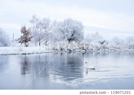 Alone white swan swim in the winter lake water in sunrise time Alone white swan swim in the winter lake water in sunrise time 119071201
