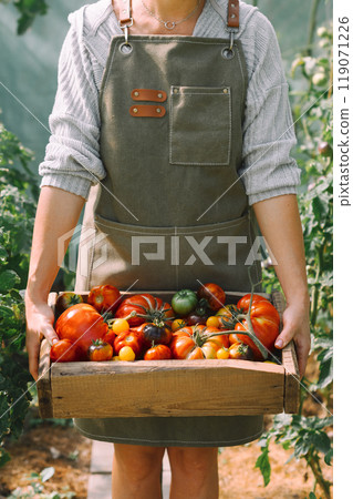 Female farmer holds ripe tomatoes in a wooden box 119071226