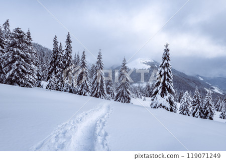 Snowy forest and cloudy sky 119071249