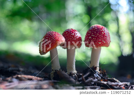 Three fly agaric mushrooms in summer forest 119071252
