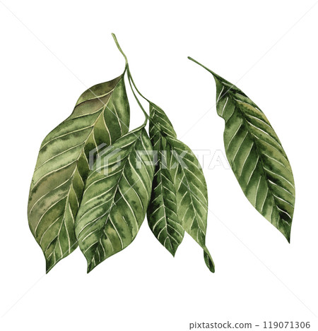 Cocoa tree leaf isolated on white background. Hand-drawn watercolor illustration on white background in green shades, in botanical style. For packaging design, printing, invitations, textiles 119071306