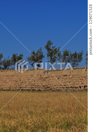 Rain sunny sun 119071328